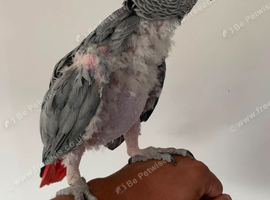 Tame African grey parrot