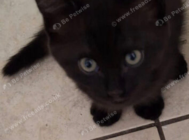Mixed bengal kitten for sale