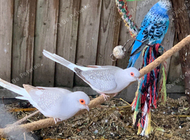 Diamond dove