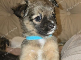 Long haired chihuahua