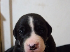 Pups ready for new home 9th july