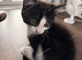 2 kittens for sale