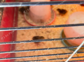 24 2 day old quails