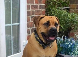 Noxterra sire  /  dam exclusive  boerboels having litter