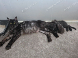 Maincoon female