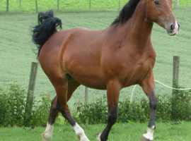 Brood mare Irish sports.