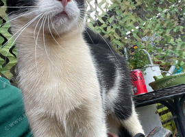 Male cat