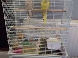 2 cockatiels with cage