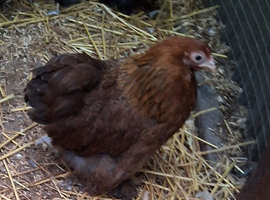 Peking pullets