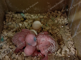 Assorted Skinny pigs for sale 2026