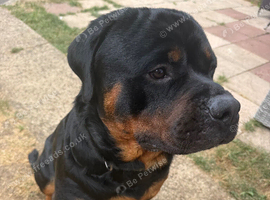 Male Rottweiler kc registered