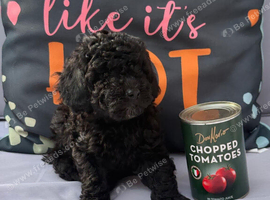 Only one Pup Left Ready 3-7-2026 from Extensively DNA & Health Tested Parents