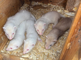 Male ferrets 8 weeks