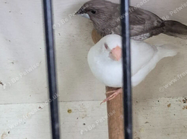 Pair of Bengalese finches