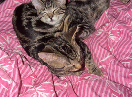 2 tabby kitten for sale &pound;50 for both of them male and female they come together