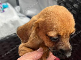 Jackawawa puppies for sale
