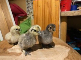 Silkie chicks for sale (un-sexed)......ready now to collect...