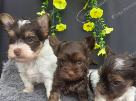 Yorkshire terrier puppies