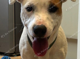 Jack Russel dog 12 months Old