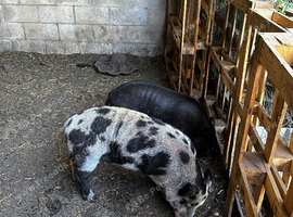 3 male kunu kunu free ti good home there over a year old