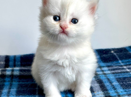 Copper Silver  British Longhair Female