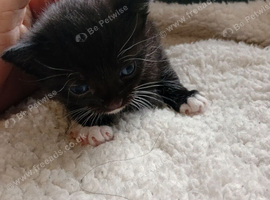 Kittens