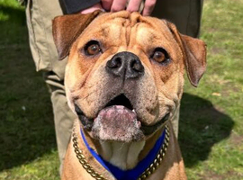 Olde English bulldog 5 years old