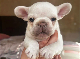 Frenchie puppies