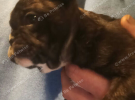 Frugg puppie frenchy/pug