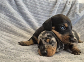 MINI SMOOTH DASCHUNDS READY JULY 8TH
