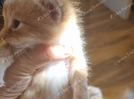 Lovely fuffly little boy kitten