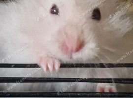 Hamsters (2 female & 1 male)