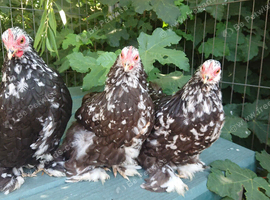 Pekin pullets 16 weeks old