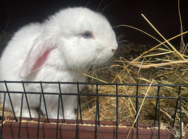 Boy mini lops ready for new homes