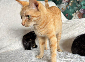 Ginger Bengal for sale