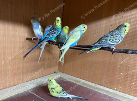Quality Baby budgies for sale
