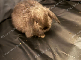 Mini lop