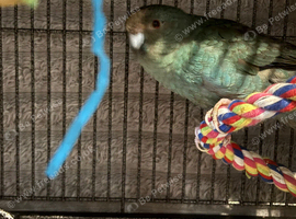 Bonded pair of kakarikis