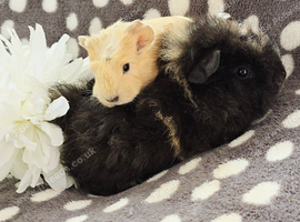 Boars available