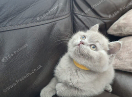 LAST LILAC GIRL-Ready to leave now- Last lilac girl british shorthair girls