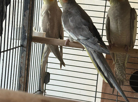 Baby budgies and cockatiels birds