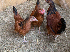 Trio of vorwerks