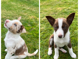 1 Red / White Female + 1 Red Merle Male left