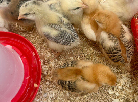 Chicks for sale