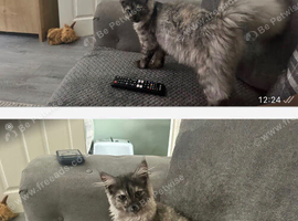 2 Maine coon kittens 6 months old