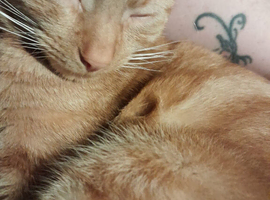 18month old cat