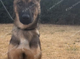 Belgian malinois