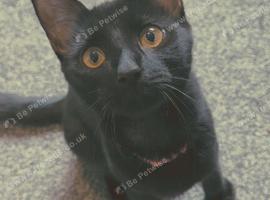 Black female cat