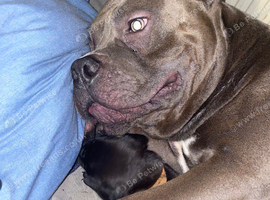 Rehome blue