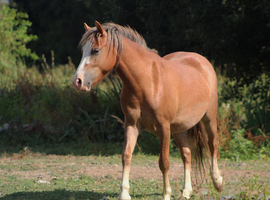 2yo Registered gelding